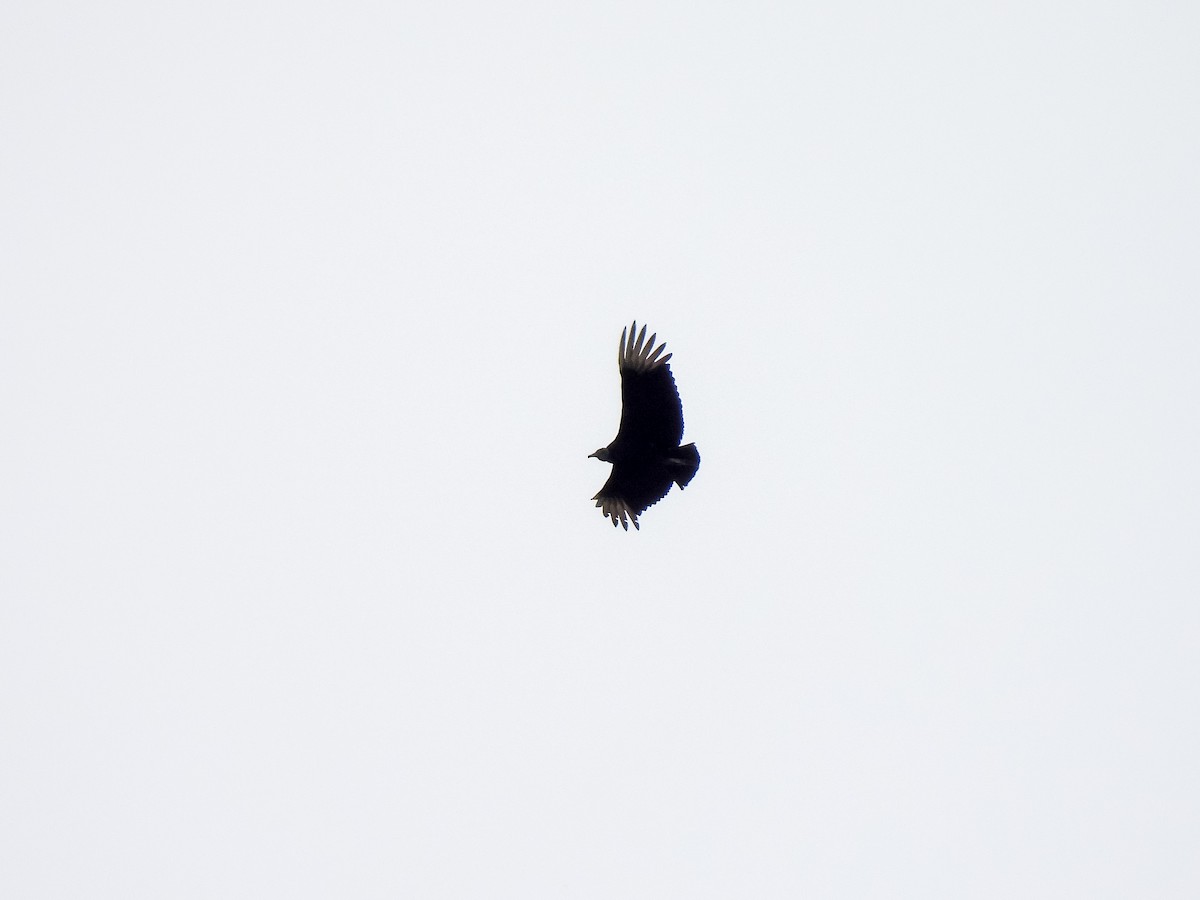 Black Vulture - ML608649546