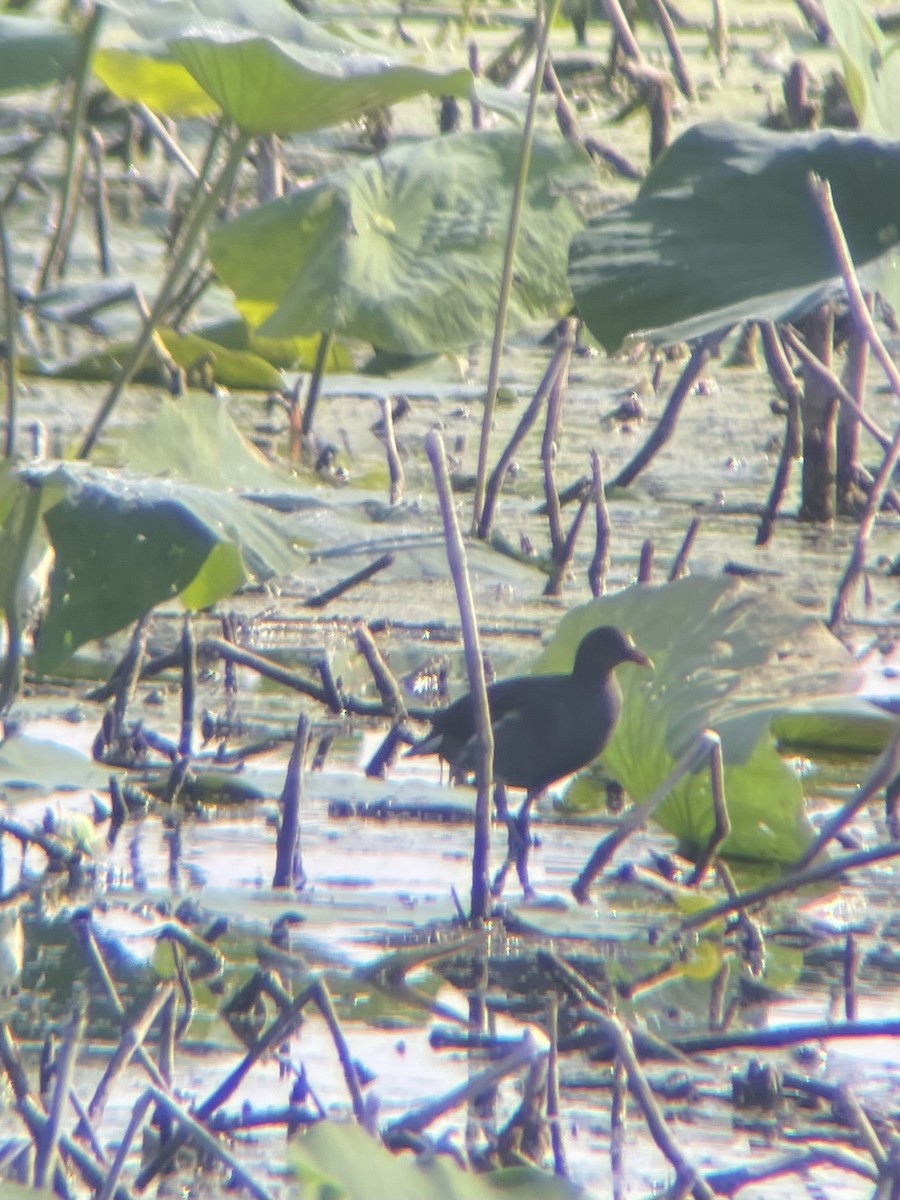 Common Gallinule - Keaton Schneeflock