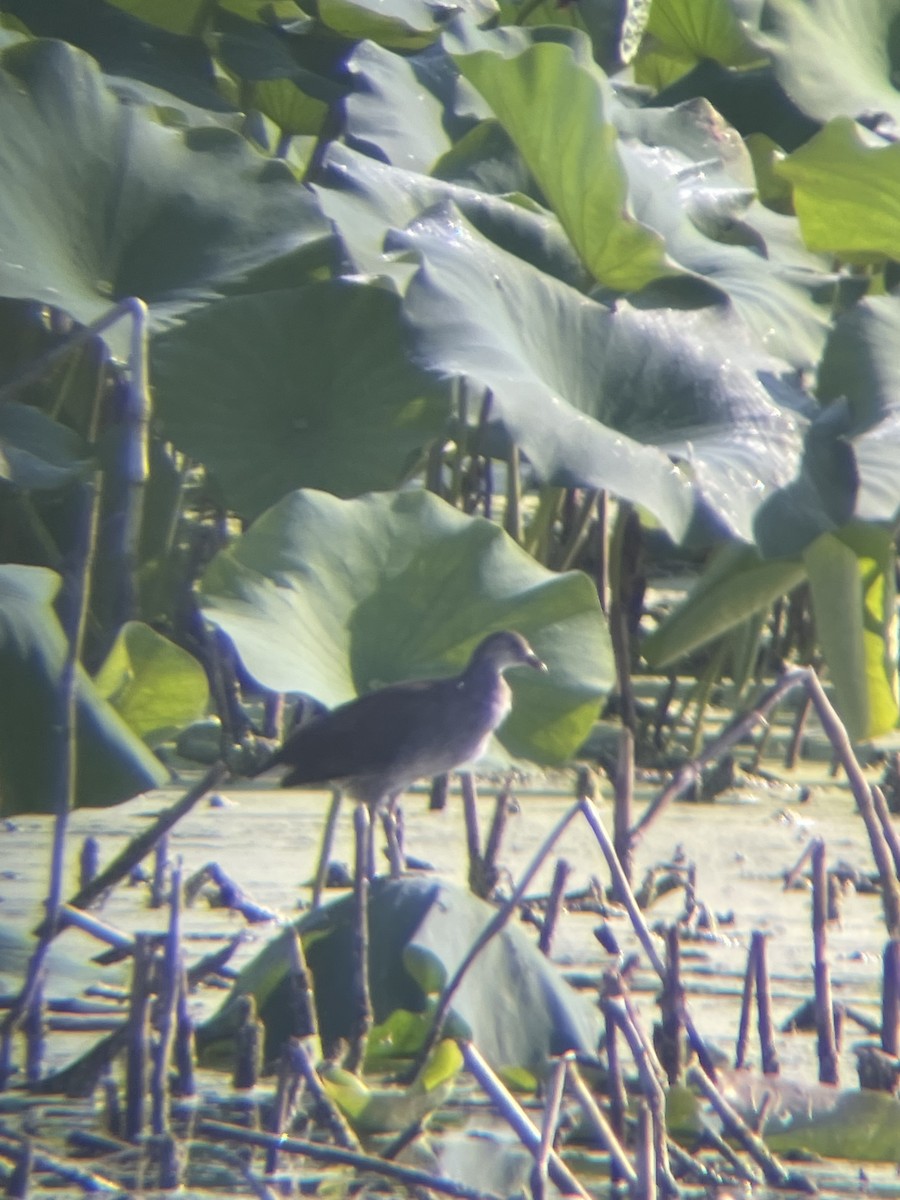 Common Gallinule - Keaton Schneeflock