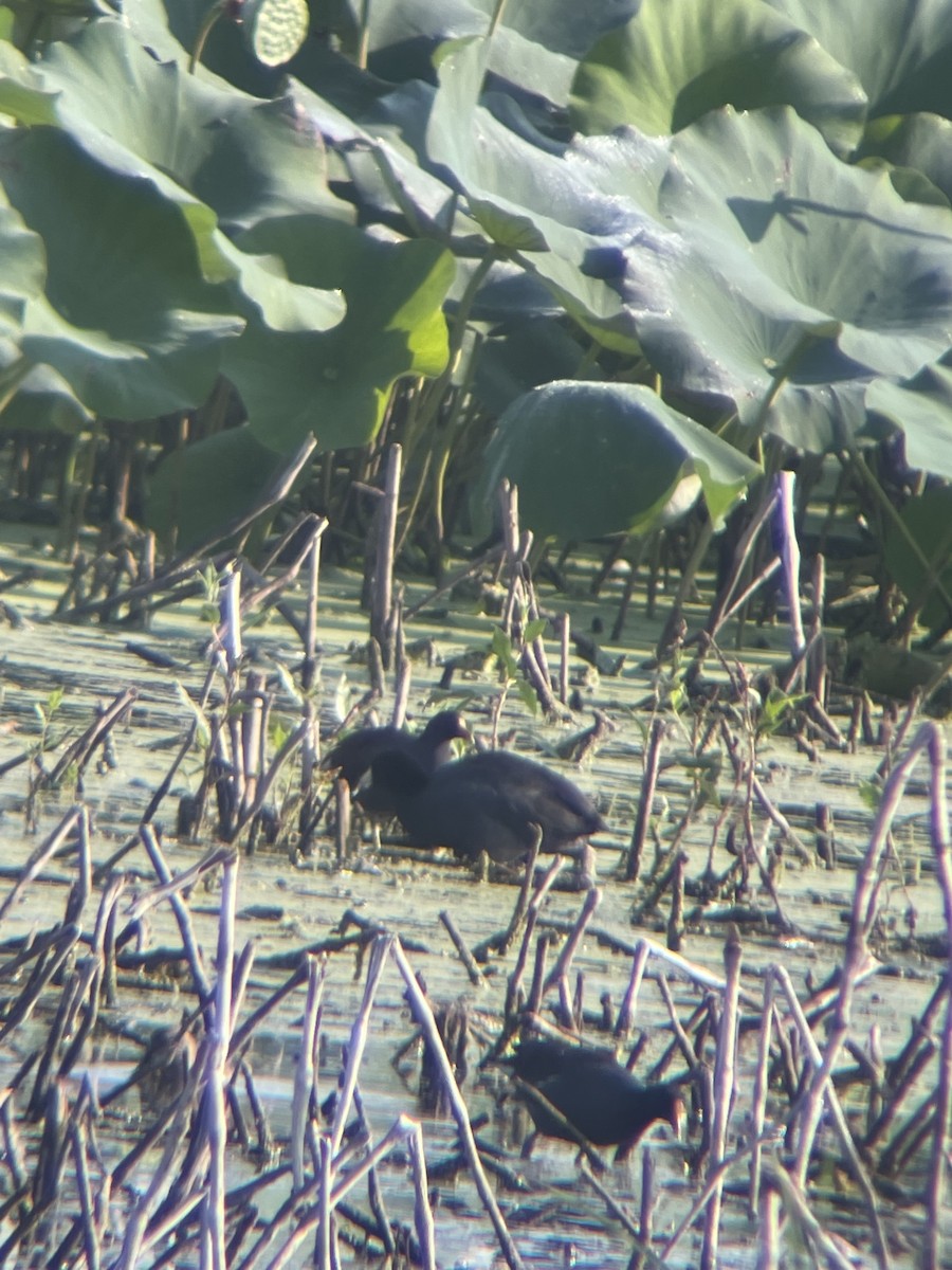 Common Gallinule - Keaton Schneeflock