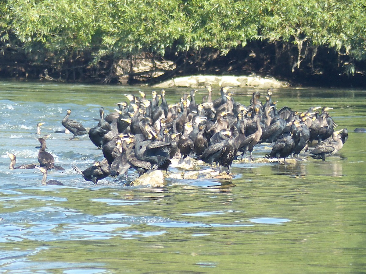 Great Cormorant - Coleta Holzhäuser