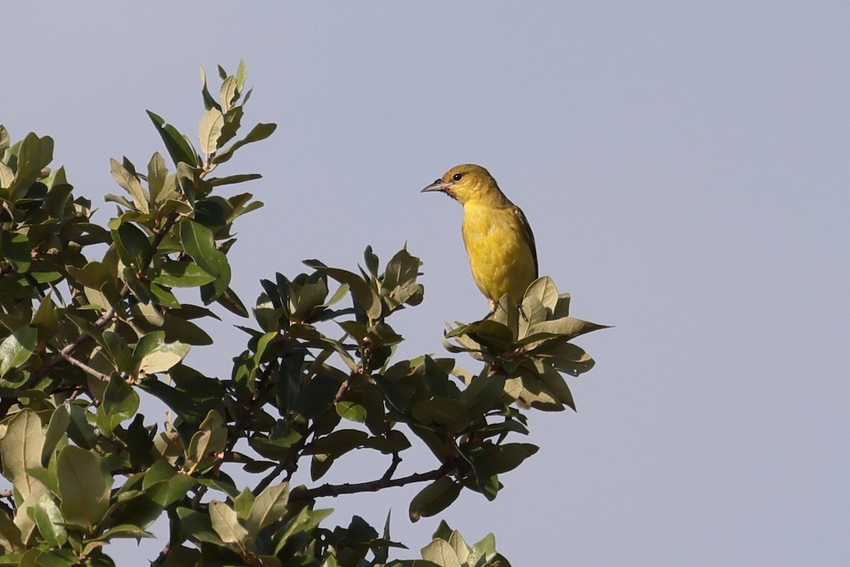 Orchard Oriole - ML608649727