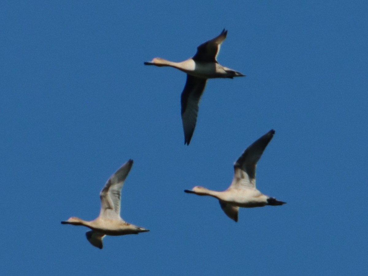 Northern Pintail - Daniel Donnecke