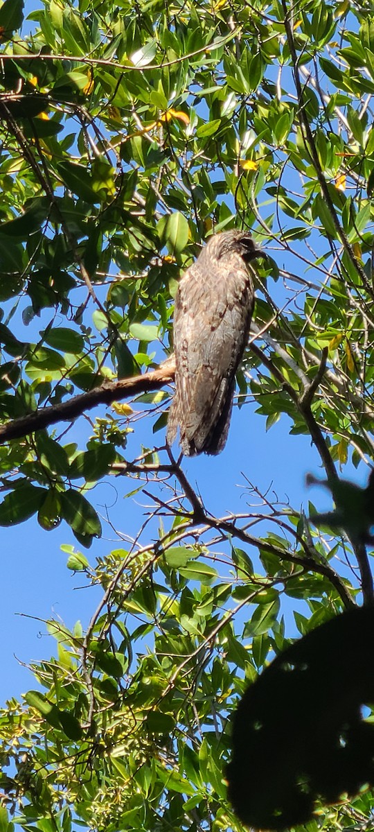 Northern Potoo - ML608649789