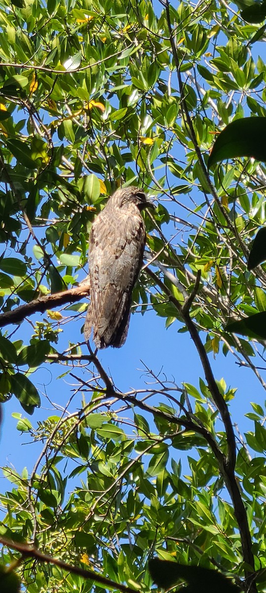 Northern Potoo - ML608649792