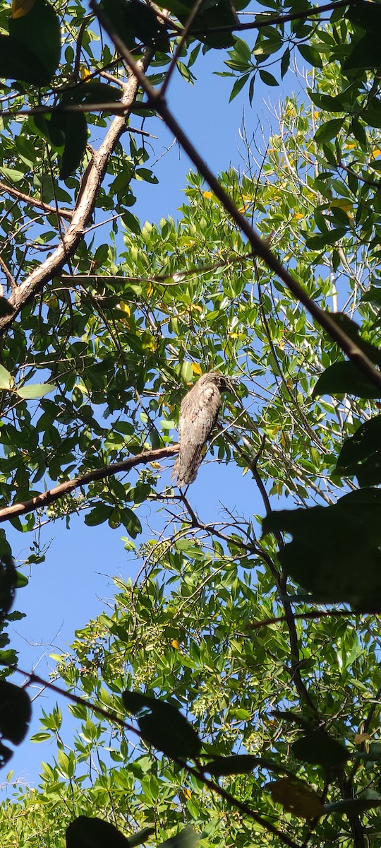 Northern Potoo - ML608649798