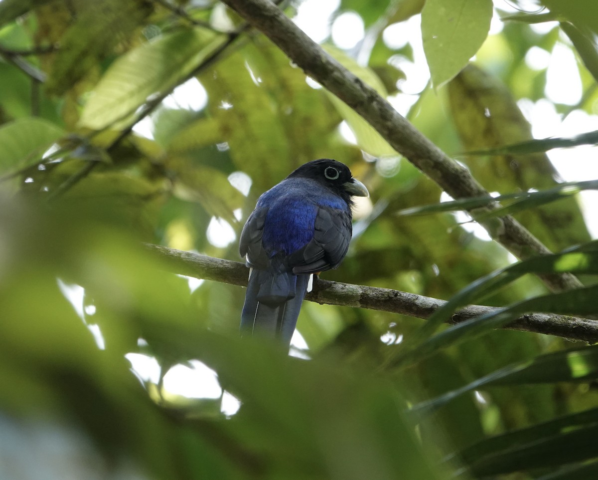 White-tailed Trogon - ML608649803