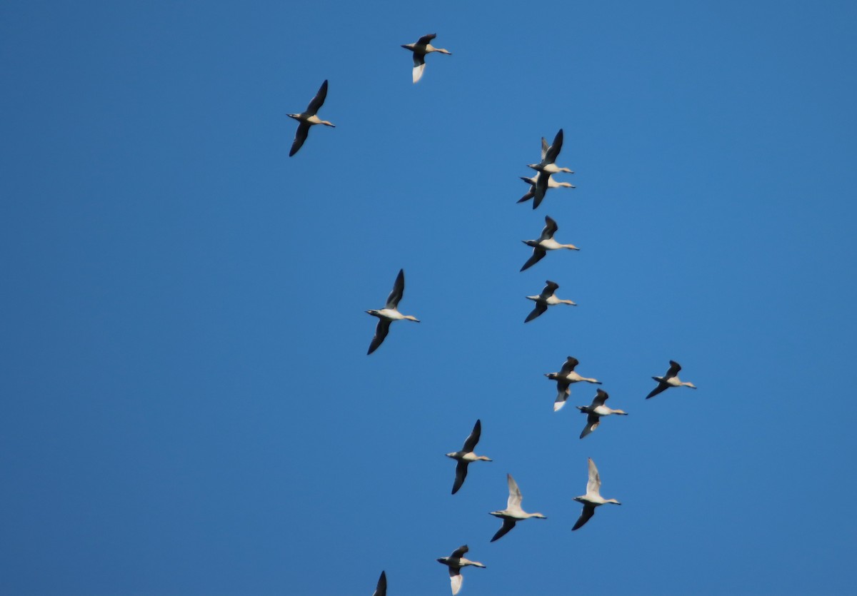 Northern Pintail - Daniel Donnecke