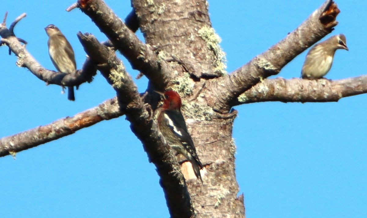 Red-breasted Sapsucker - Daniel Donnecke