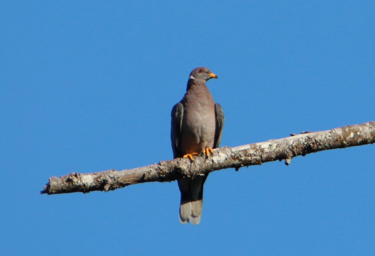 Band-tailed Pigeon - Daniel Donnecke