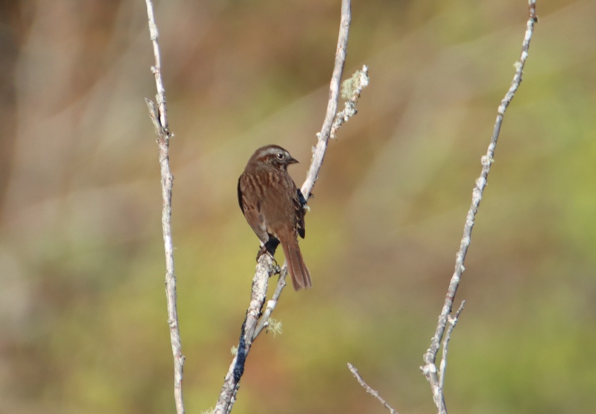 Song Sparrow - Daniel Donnecke