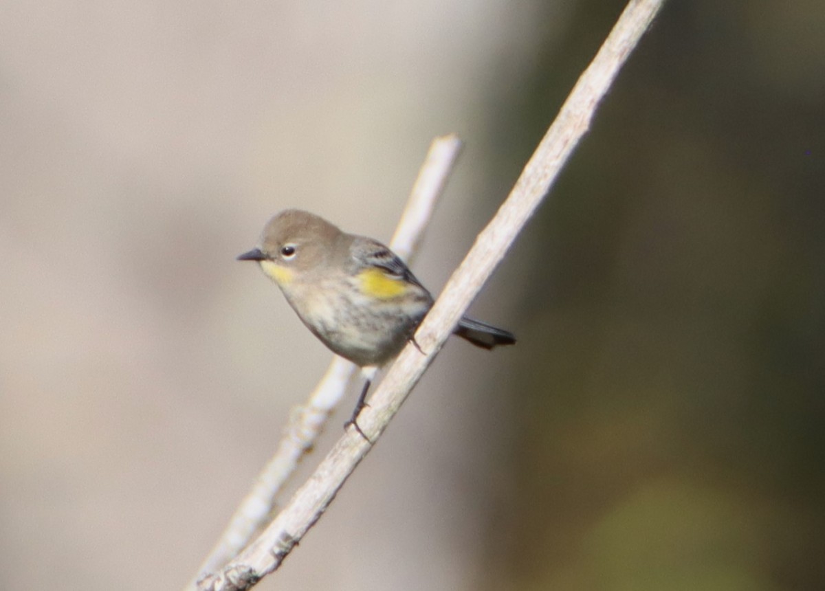 Yellow-rumped Warbler - ML608649985