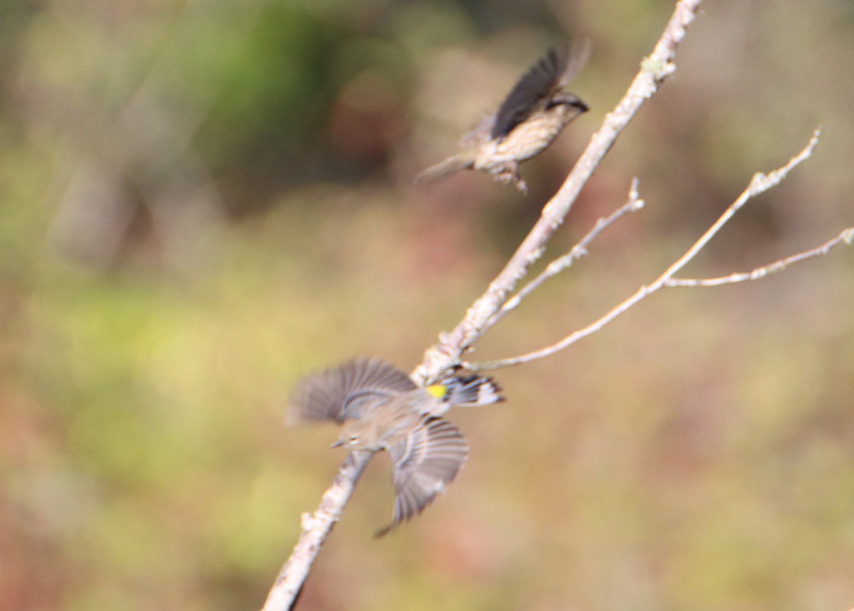 Yellow-rumped Warbler - ML608649990