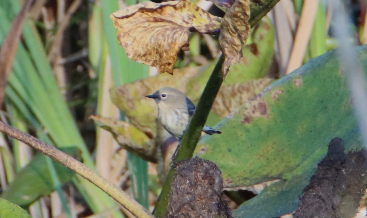 Yellow-rumped Warbler - ML608649993