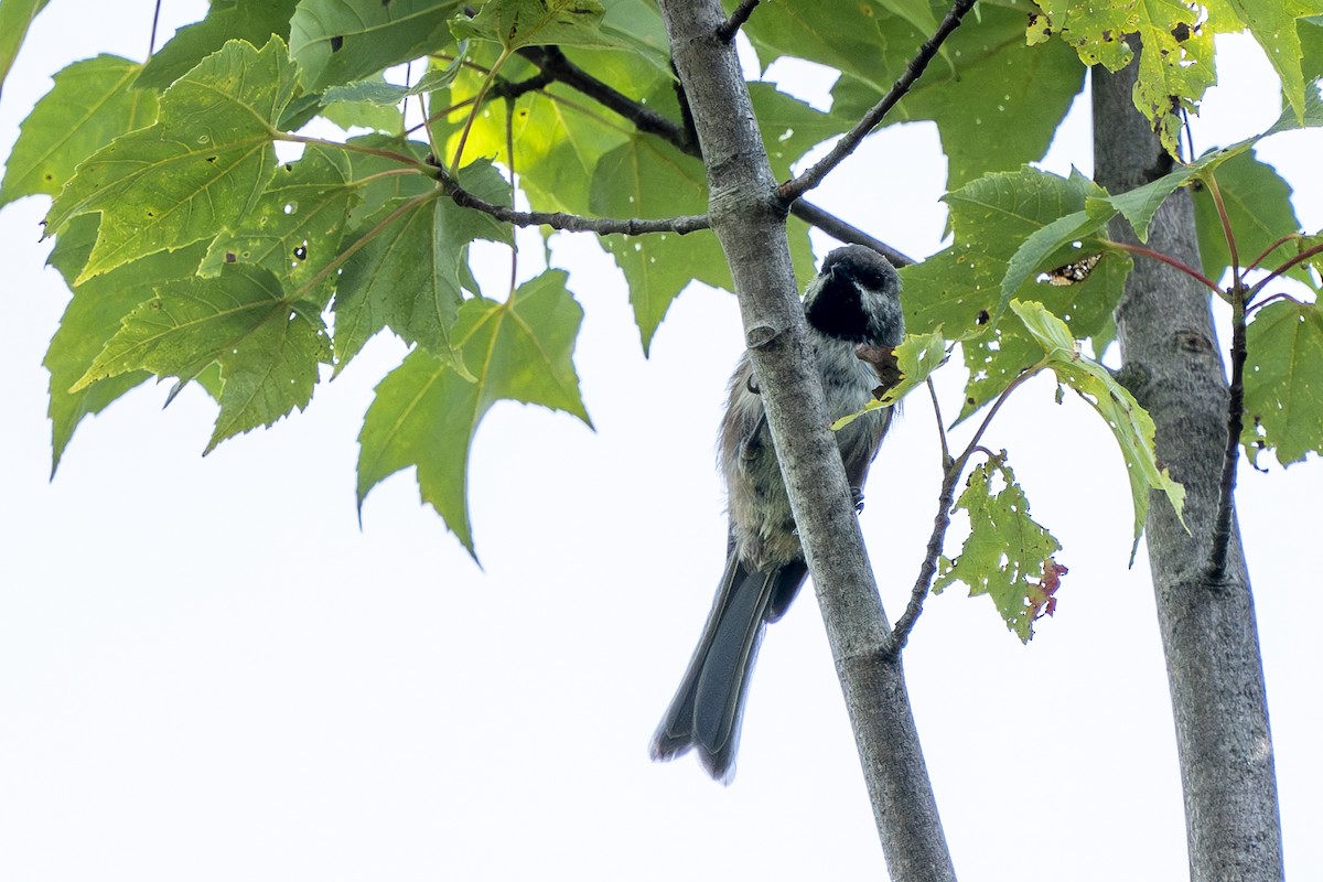 Boreal Chickadee - ML608650130