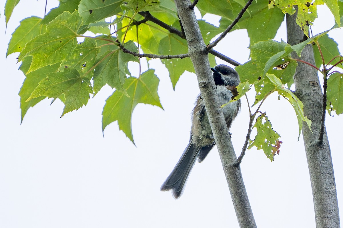 Boreal Chickadee - ML608650131