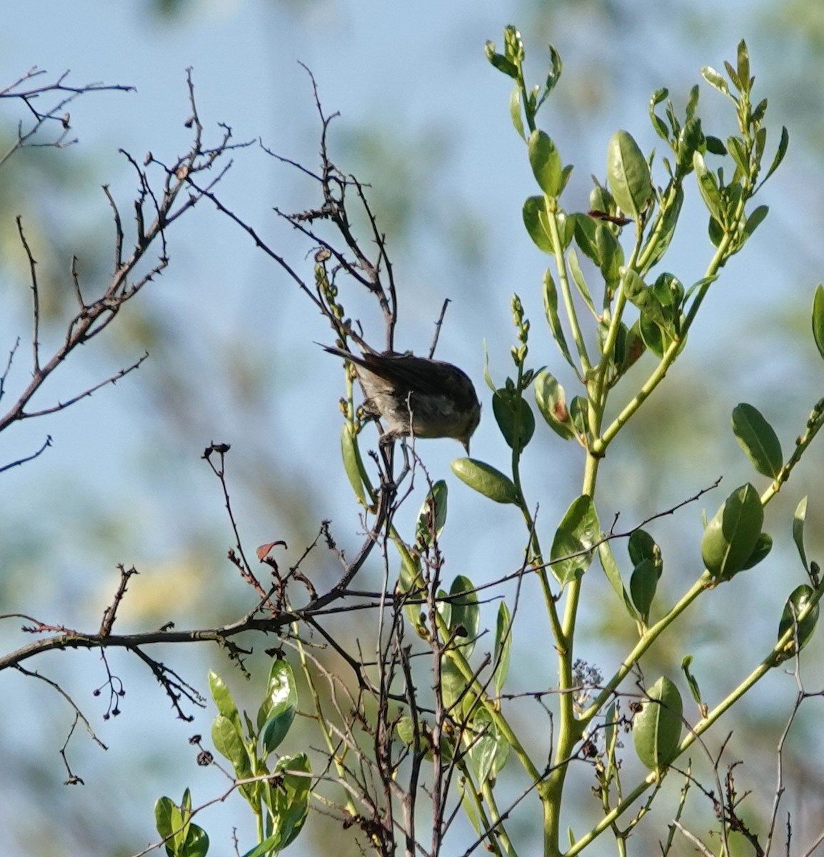 Rotbürzel-Waldsänger - ML608650202