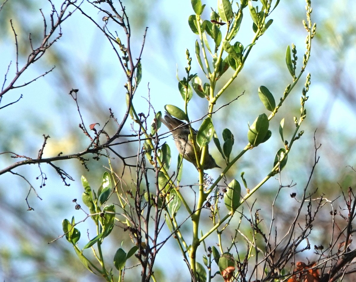 Lucy's Warbler - ML608650204