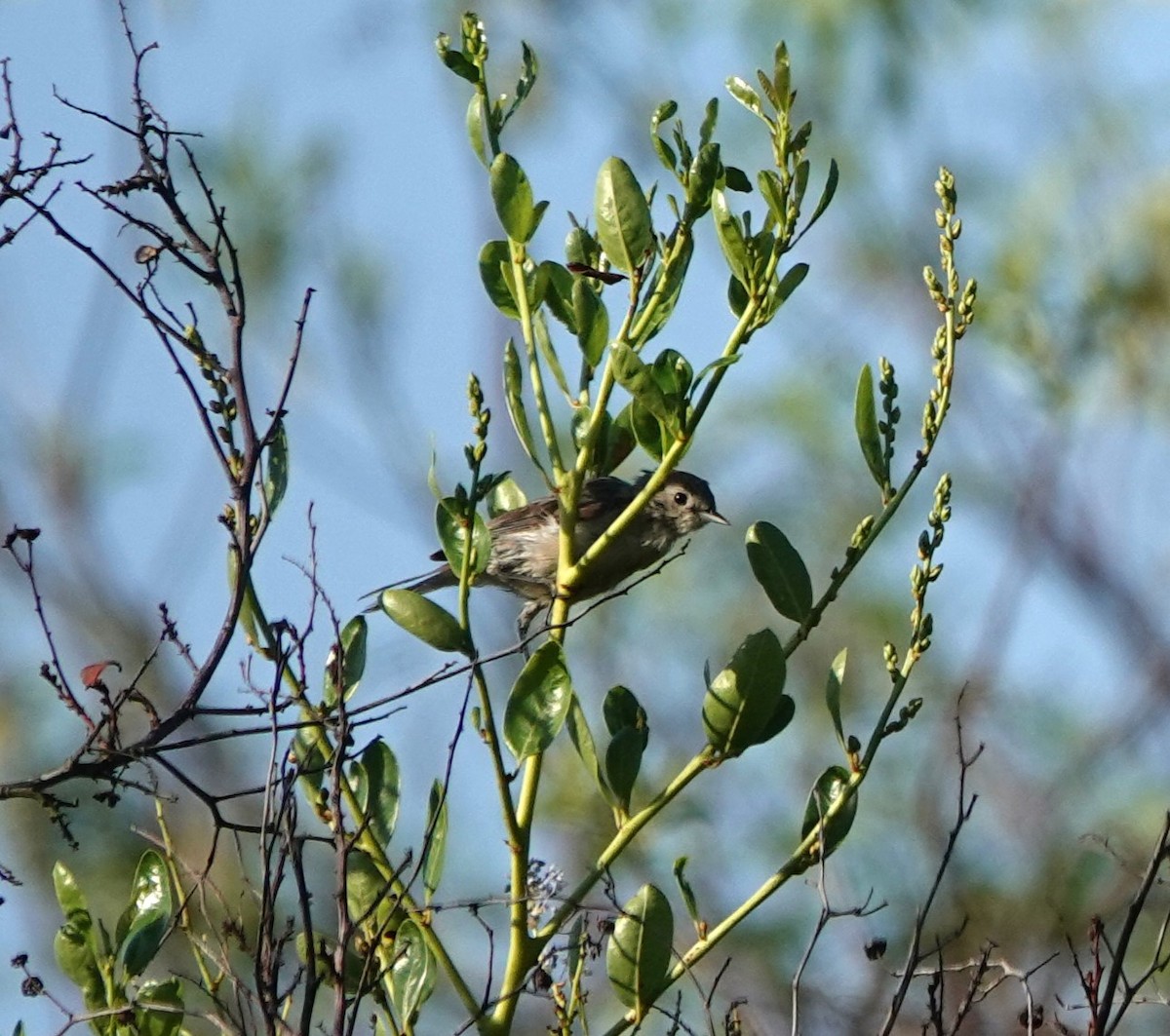 Lucy's Warbler - ML608650205