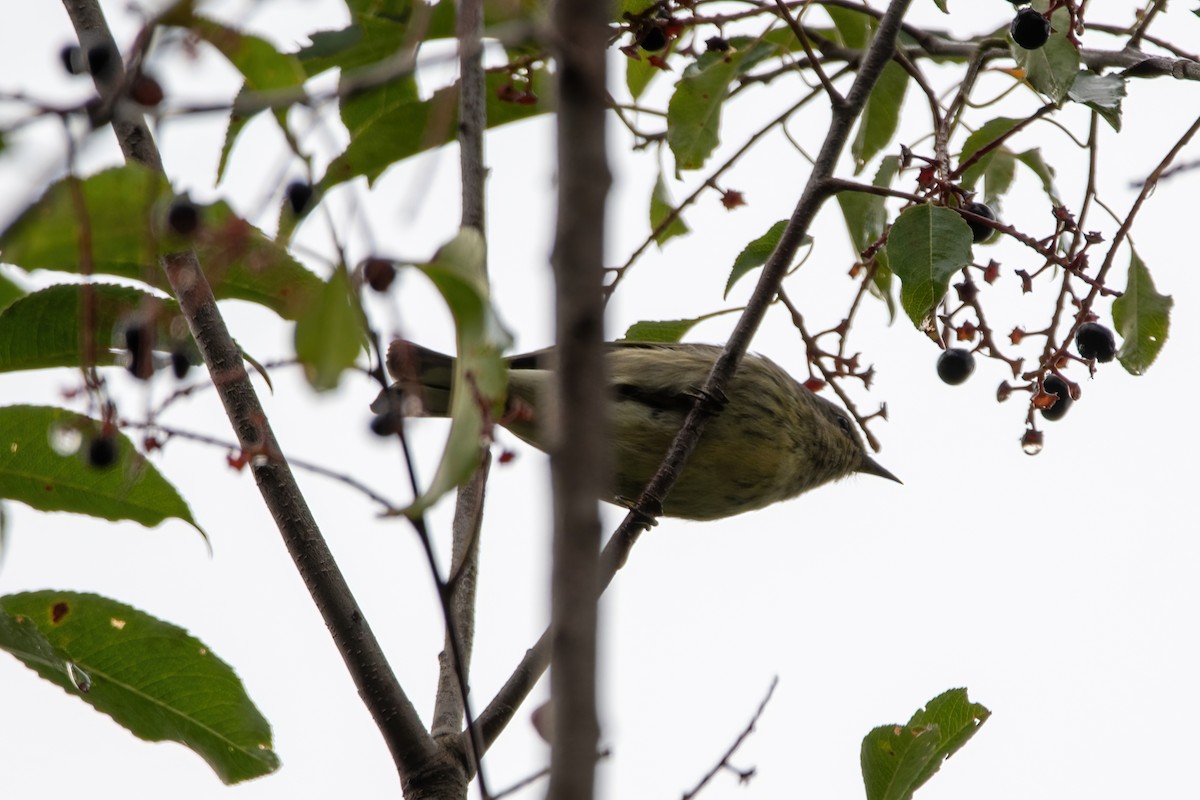 Cape May Warbler - ML608650227