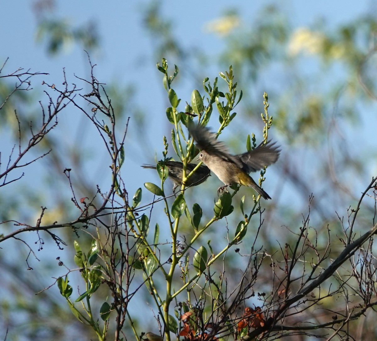 Lucy's Warbler - ML608650272