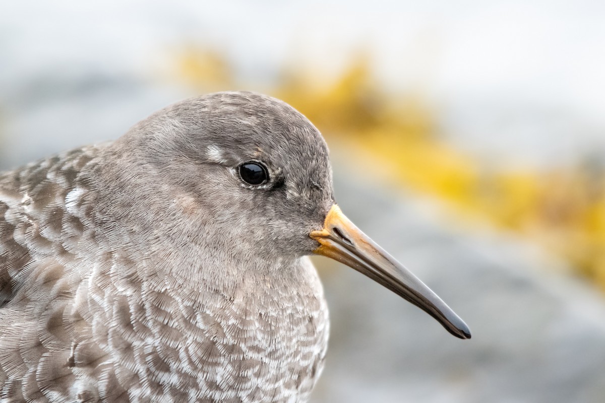 Purple Sandpiper - Filip Reiter