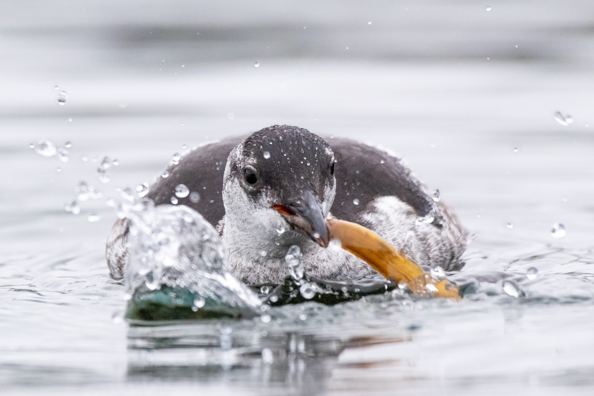 Black Guillemot - Filip Reiter