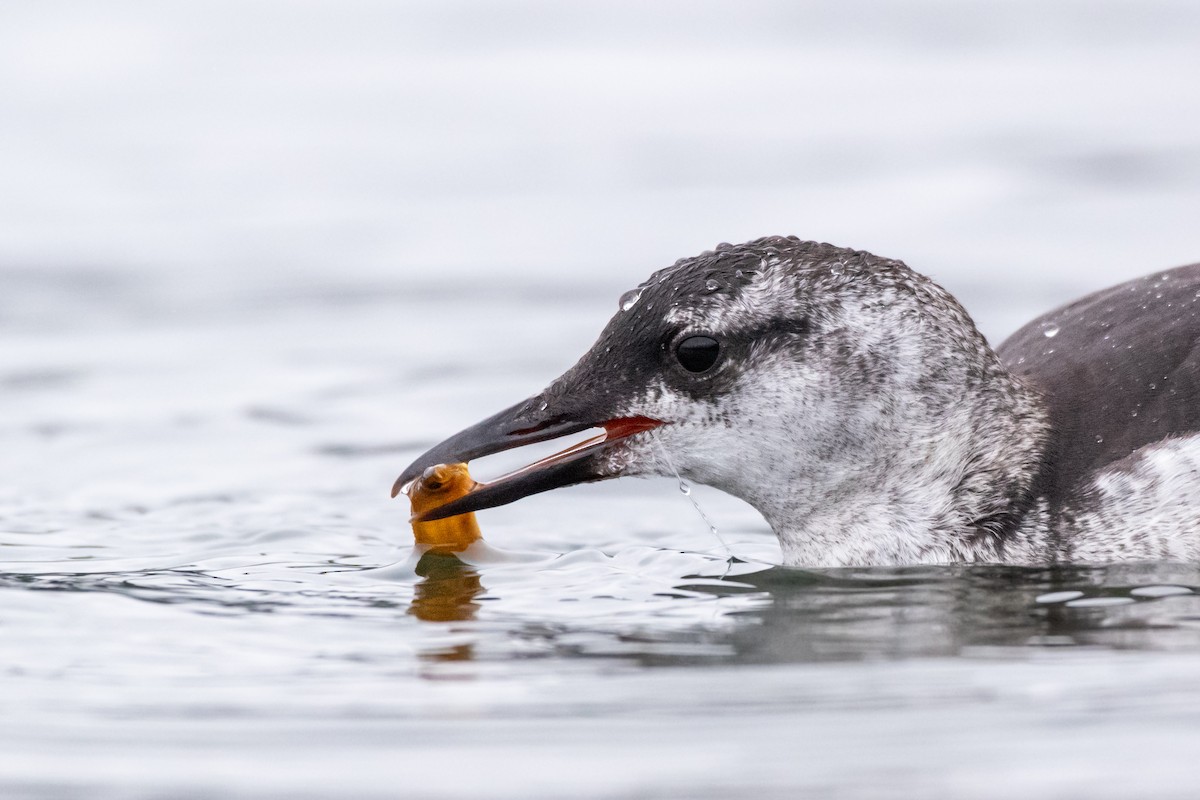 Black Guillemot - Filip Reiter