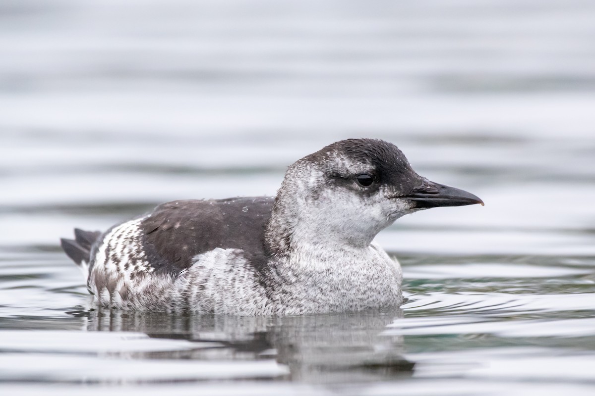 Black Guillemot - ML608650430