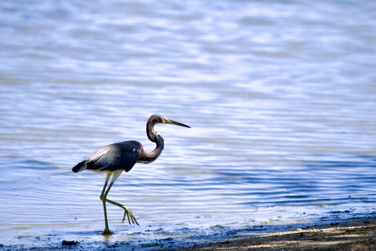 Tricolored Heron - Ryan Bailey