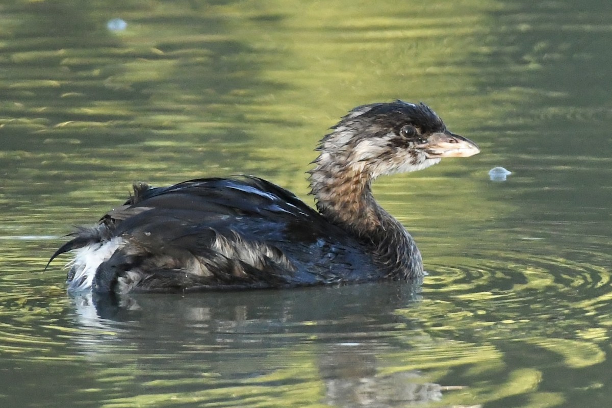 Pied-billed Grebe - ML608650589