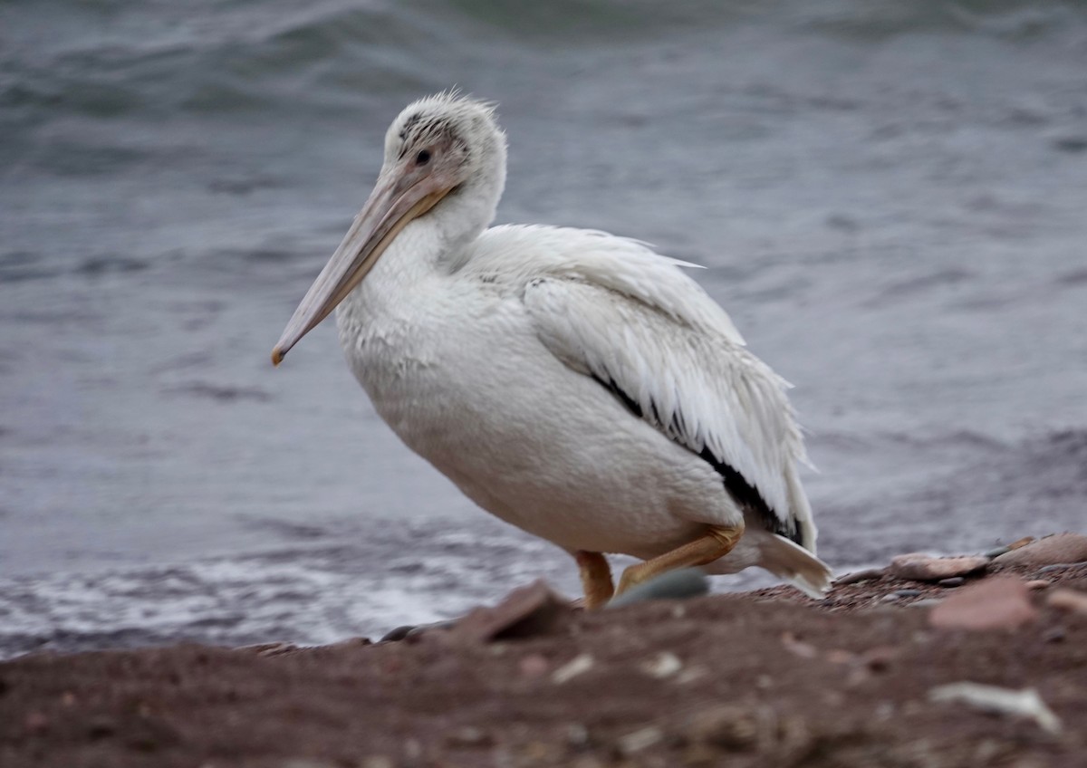 American White Pelican - ML608650635