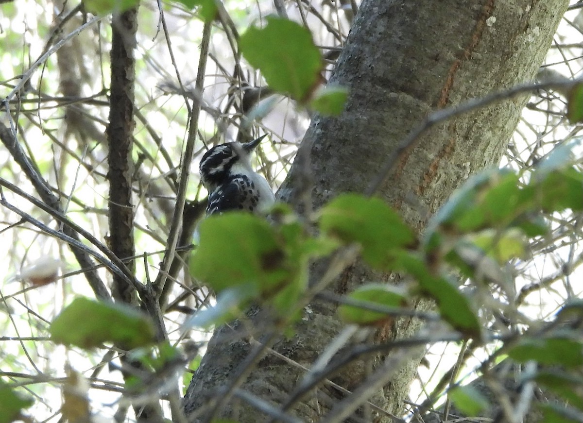 Nuttall's Woodpecker - ML608650669