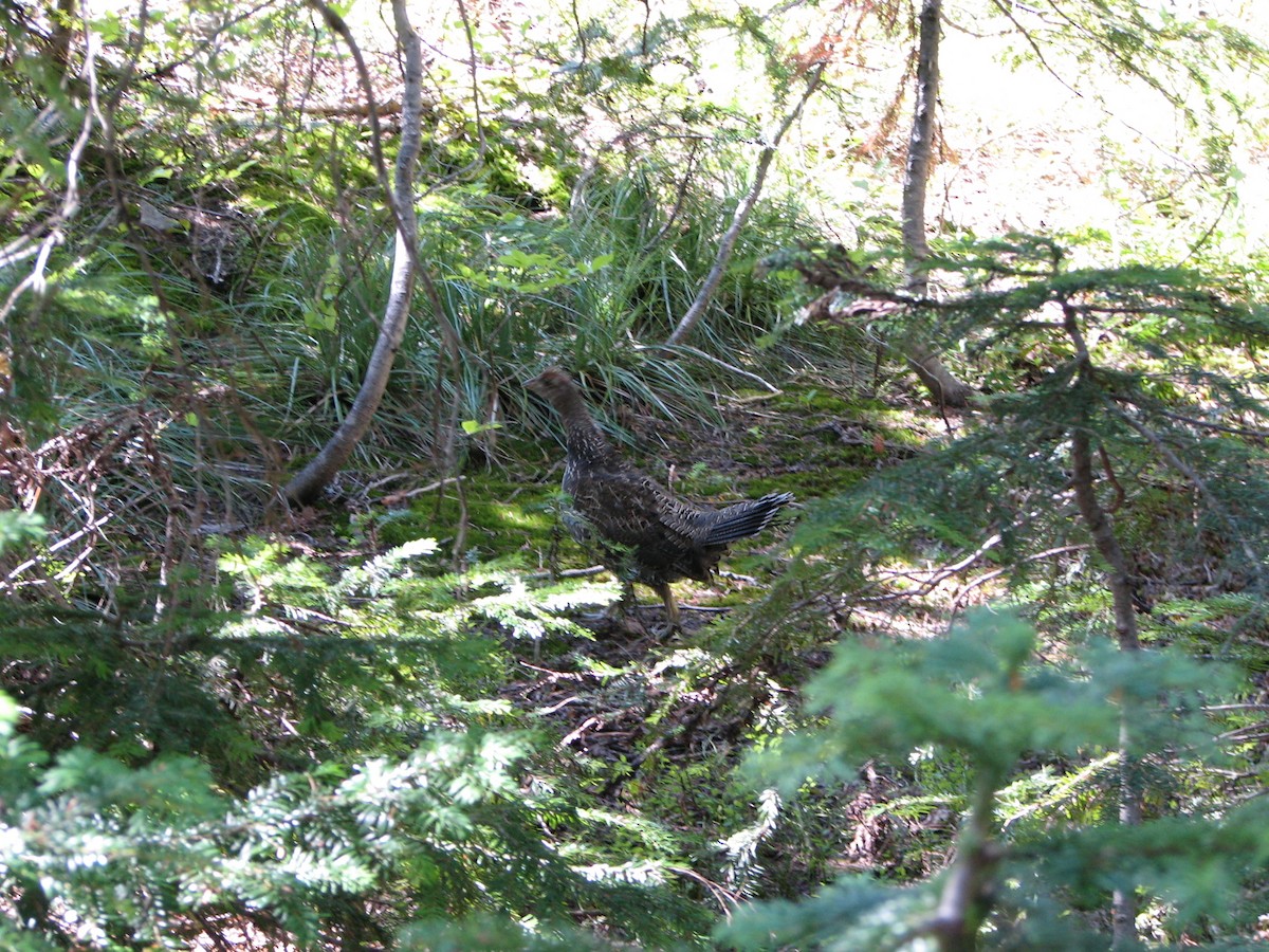 Sooty Grouse - ML608650715