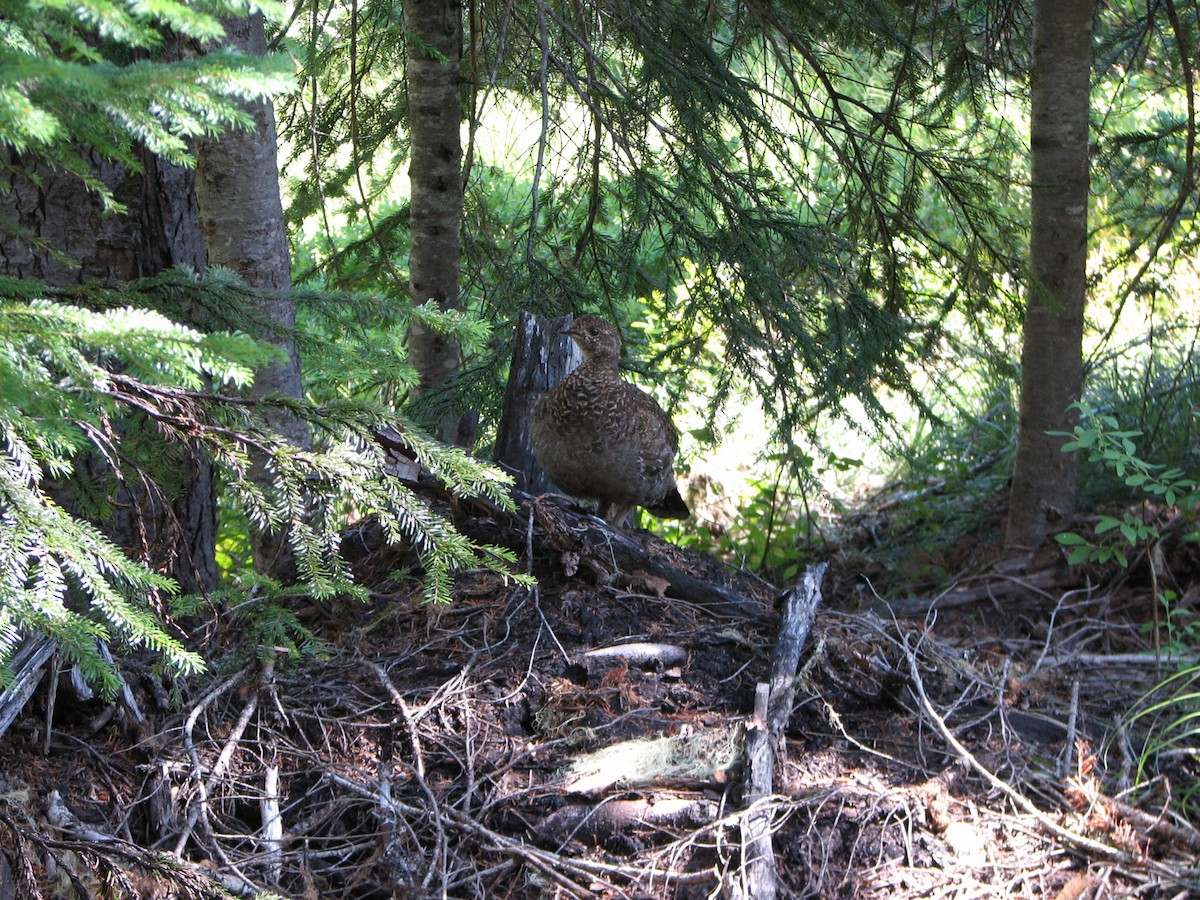 Sooty Grouse - ML608650716