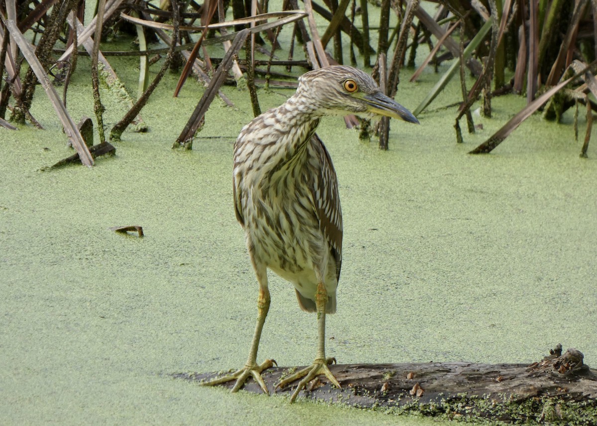 Black-crowned Night Heron - ML608650745