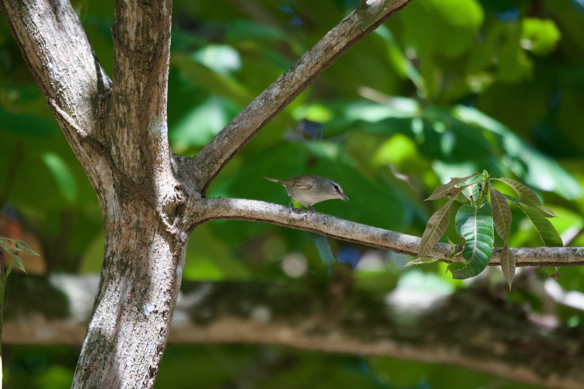 Yucatan Vireo - Ryan Bailey