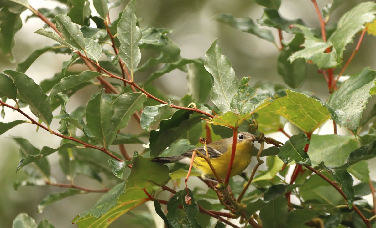 Magnolia Warbler - ML608650923