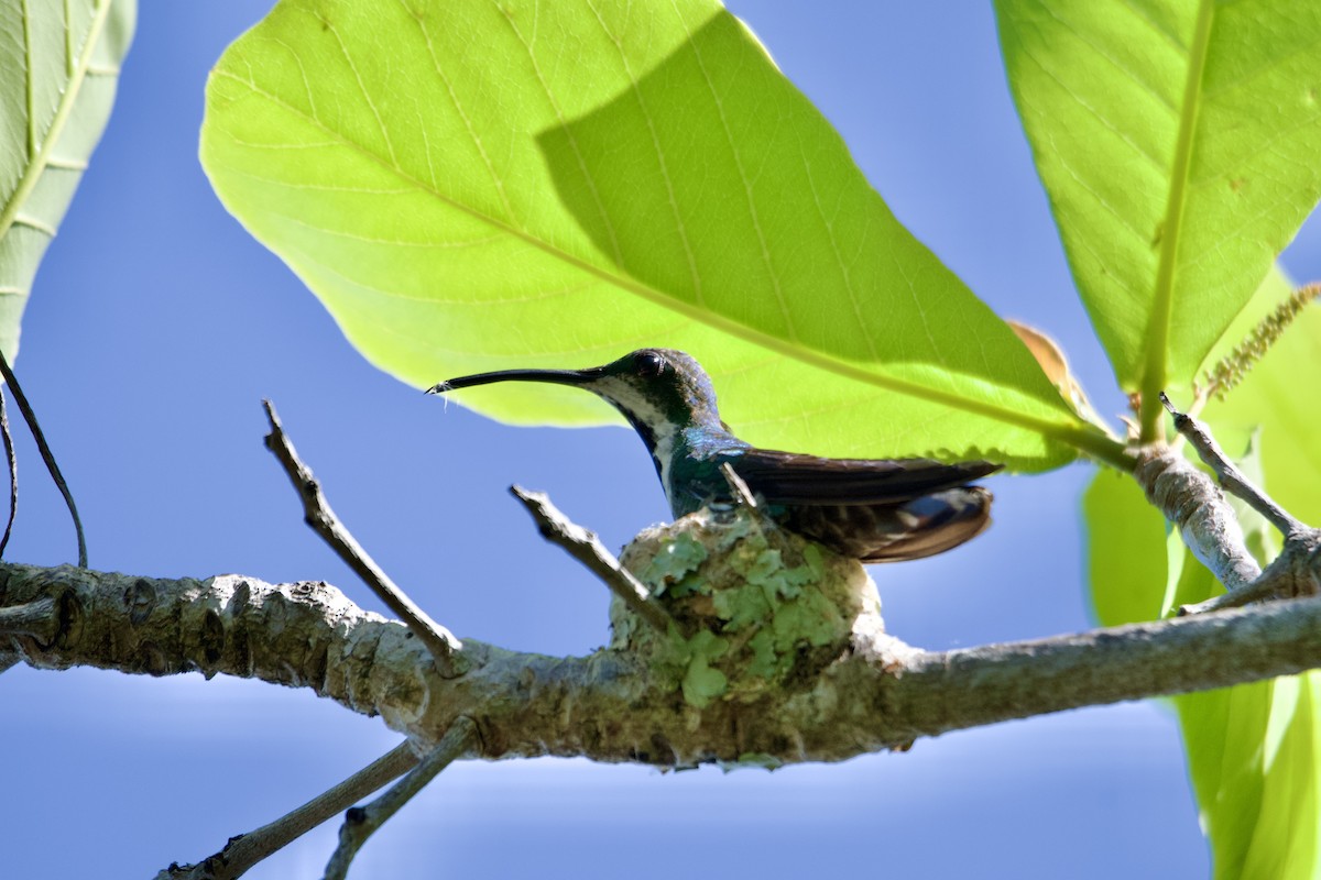 Green-breasted Mango - Ryan Bailey