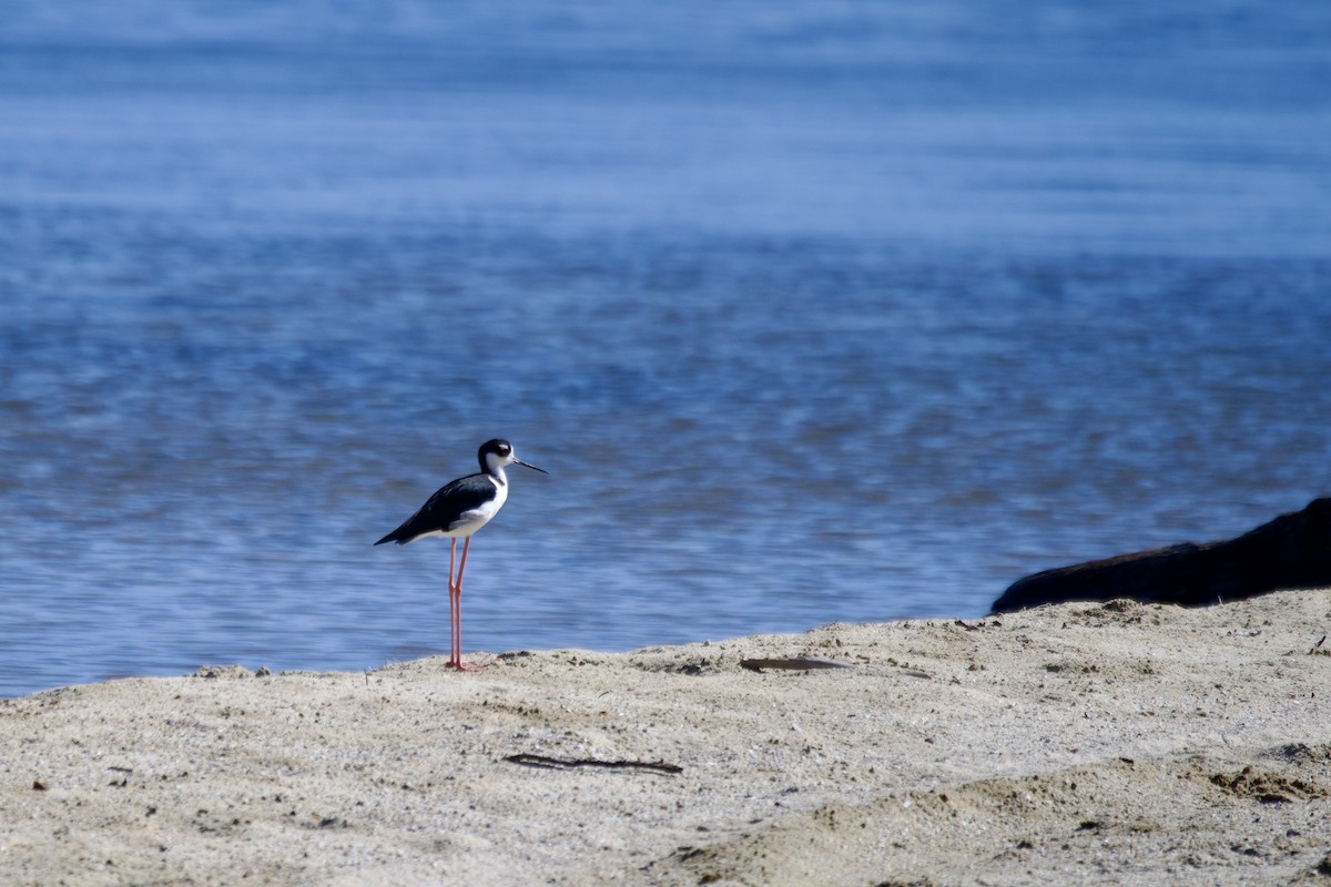 Black-necked Stilt - Ryan Bailey