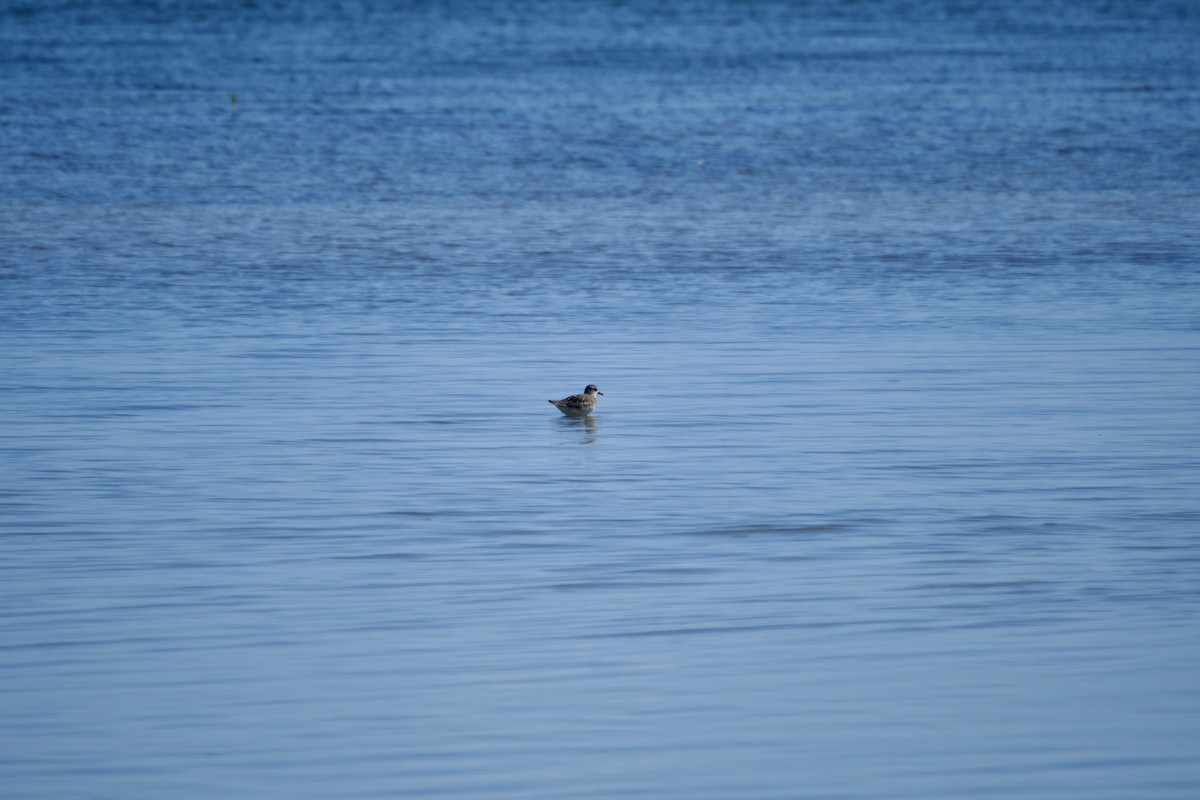 Black-bellied Plover - ML608651166