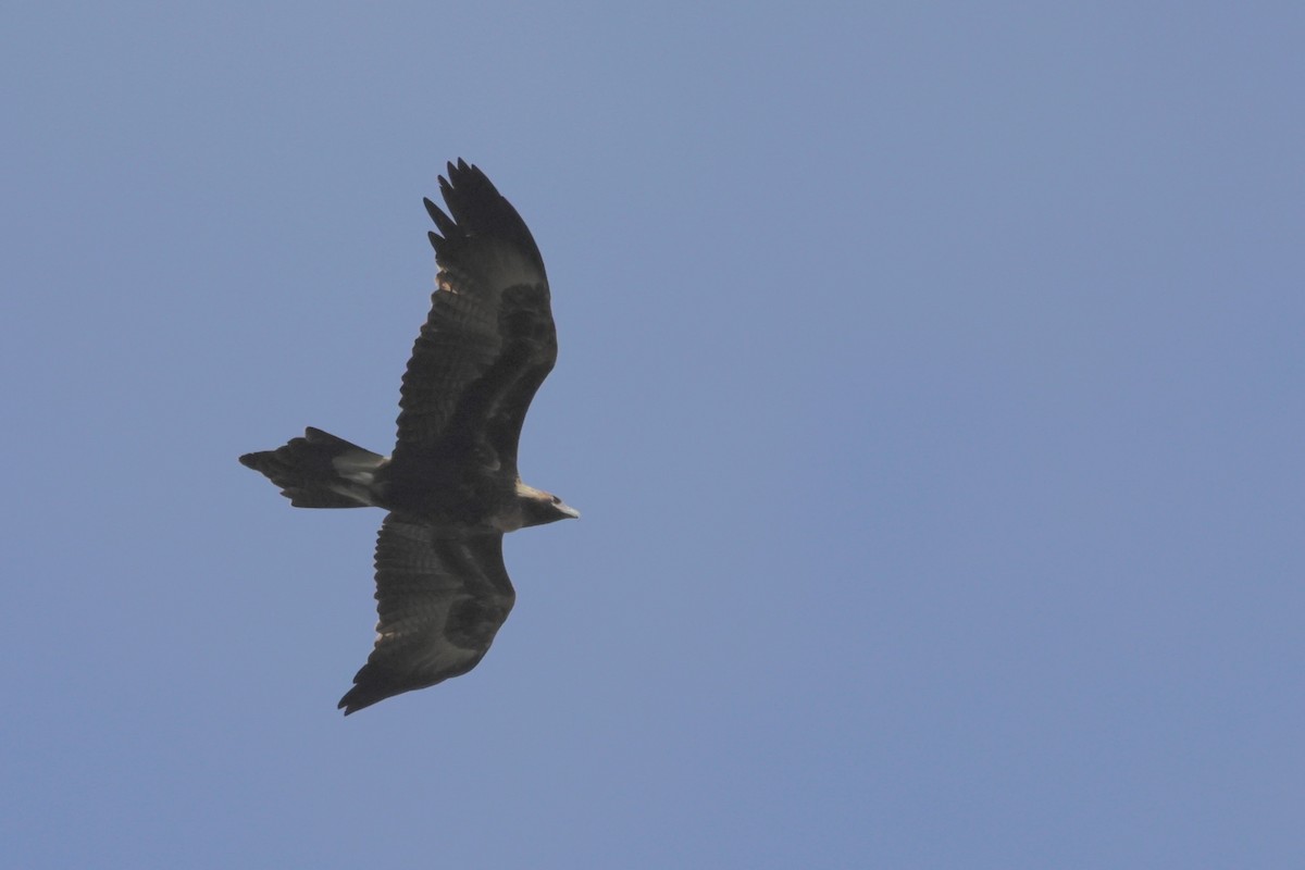 Wedge-tailed Eagle - ML608651225