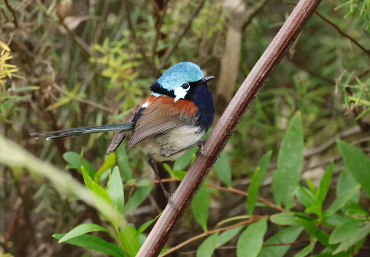 Red-winged Fairywren - ML608651237