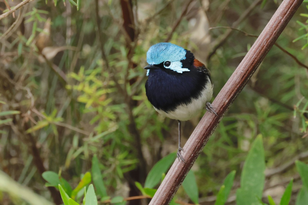 Red-winged Fairywren - ML608651238