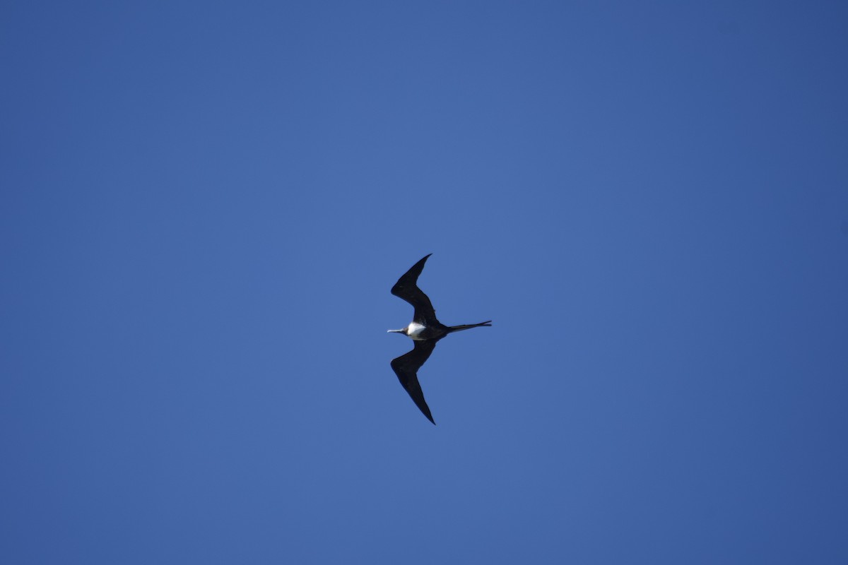 Magnificent Frigatebird - Ryan Bailey