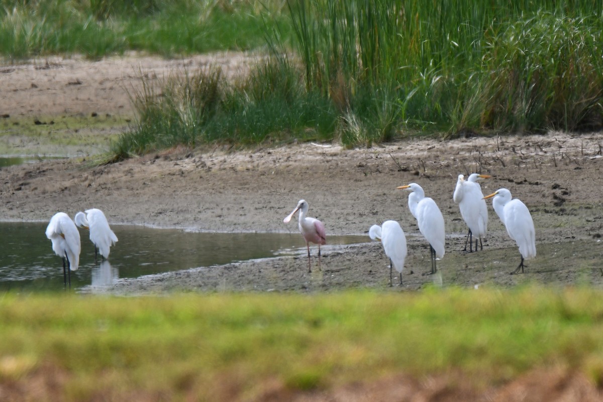 Roseate Spoonbill - Sherry Burnett