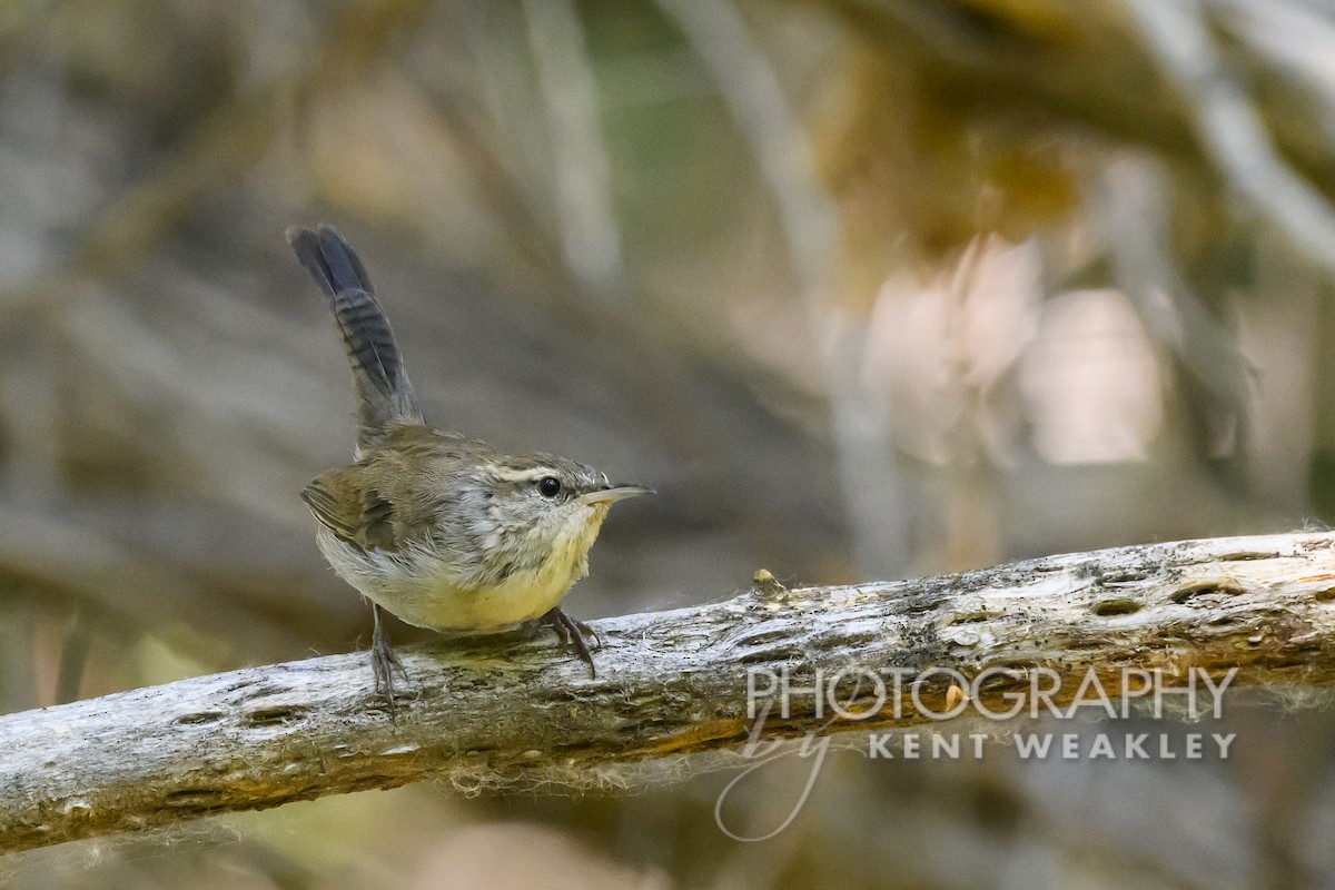 Bewick's Wren - Kent Weakley