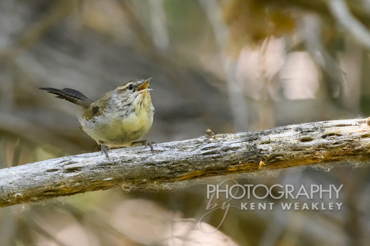 Bewick's Wren - Kent Weakley