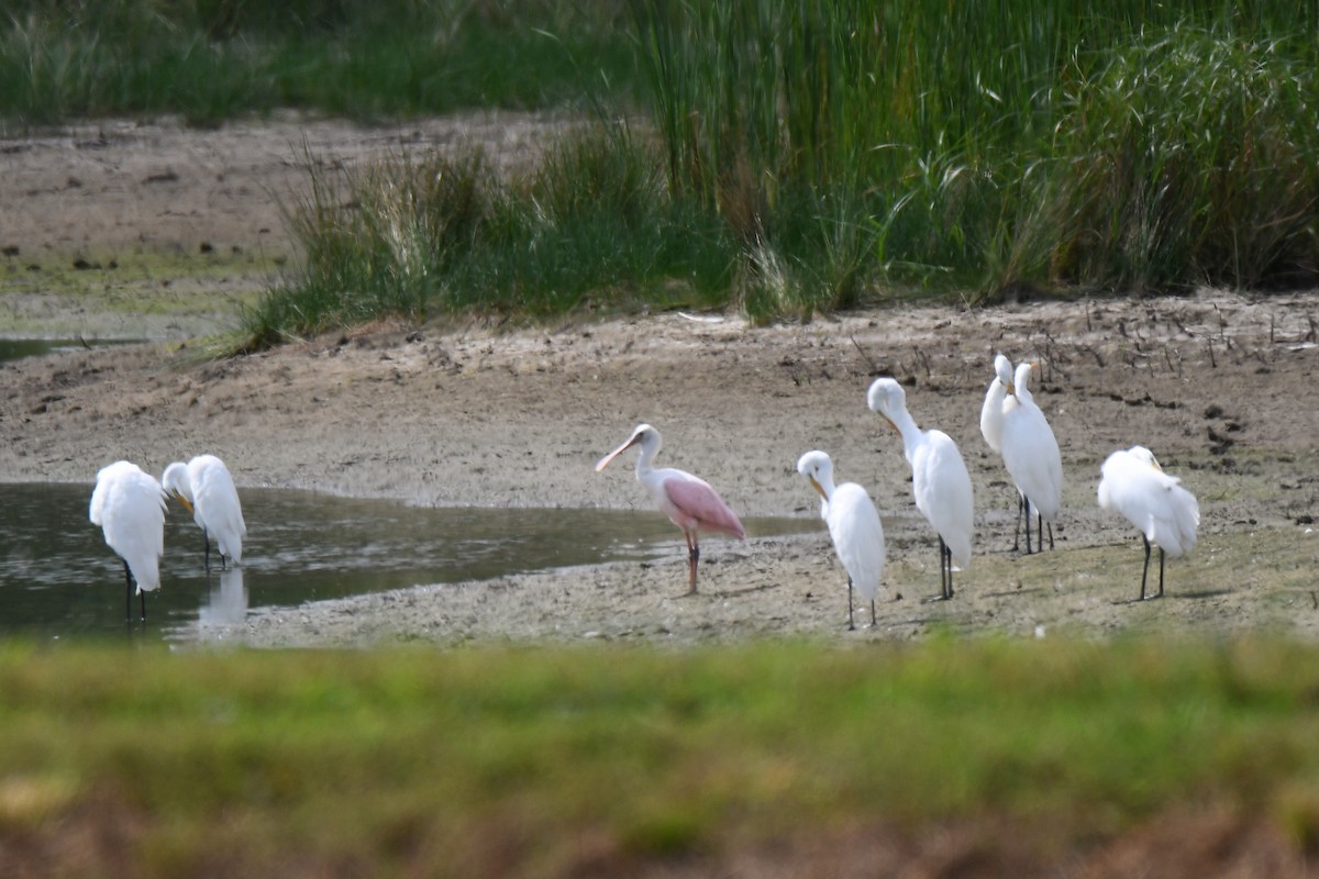 Roseate Spoonbill - Sherry Burnett