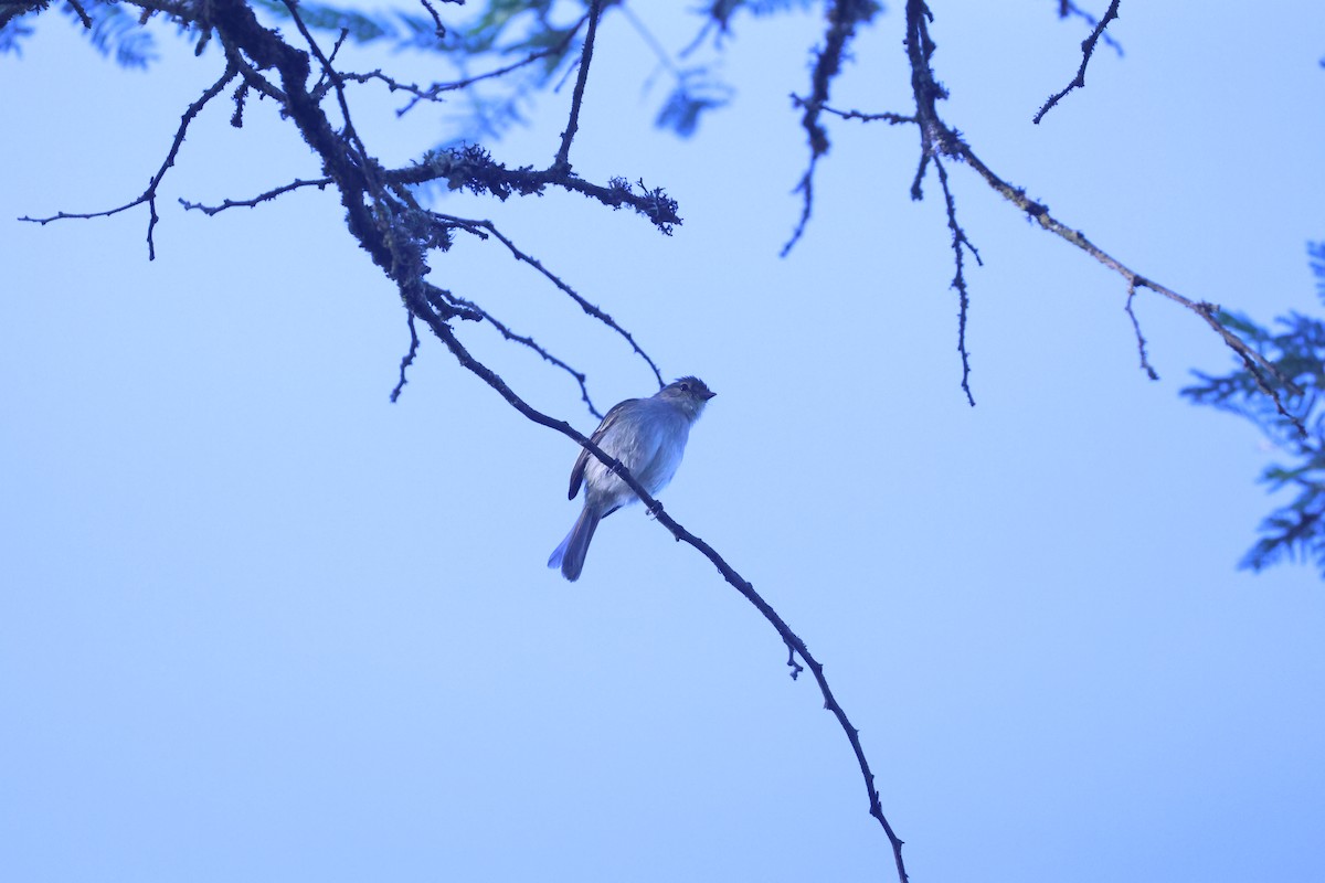 Peruvian Tyrannulet (Loja) - Roberto Cedeño